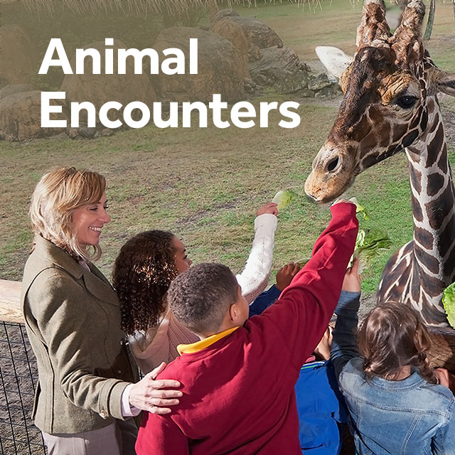 Animal Encounters