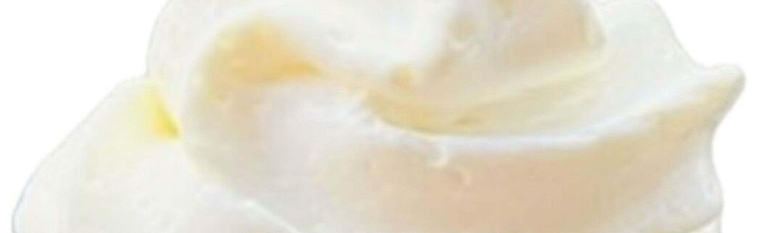 HASSRA August Ice‑Cream Competition