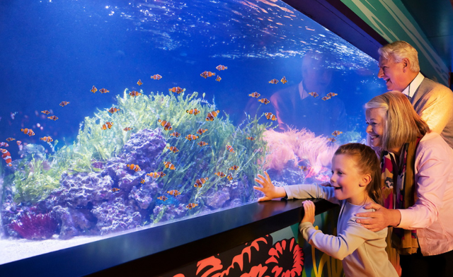Win a day out for 4 at a UK Sea Life centre near you