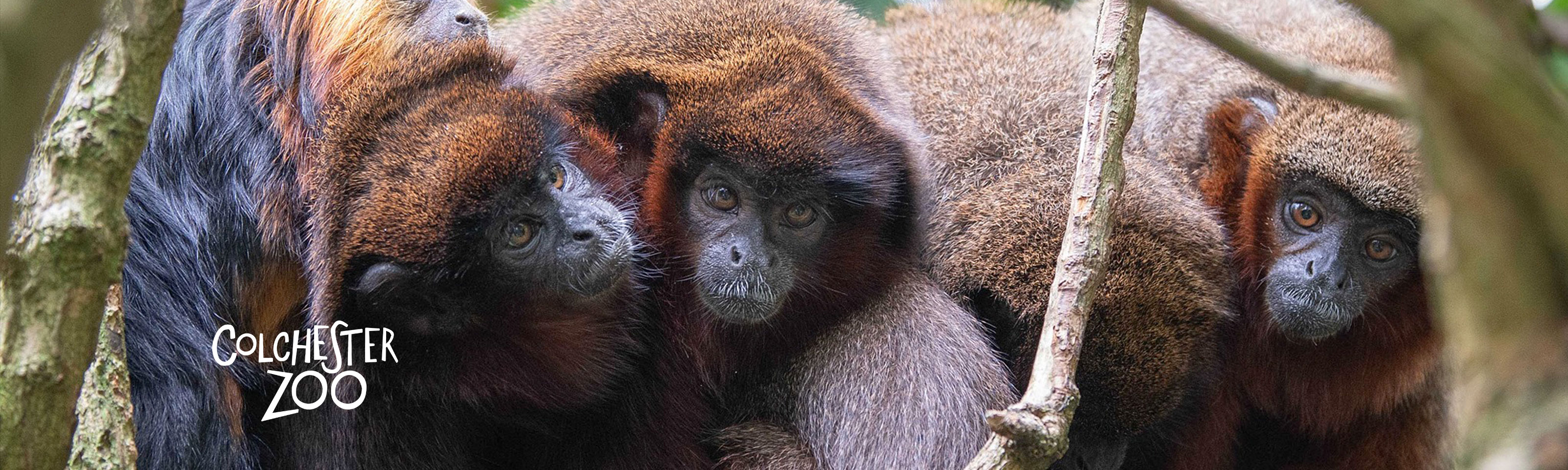 Colchester Zoo