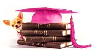 legally blonde