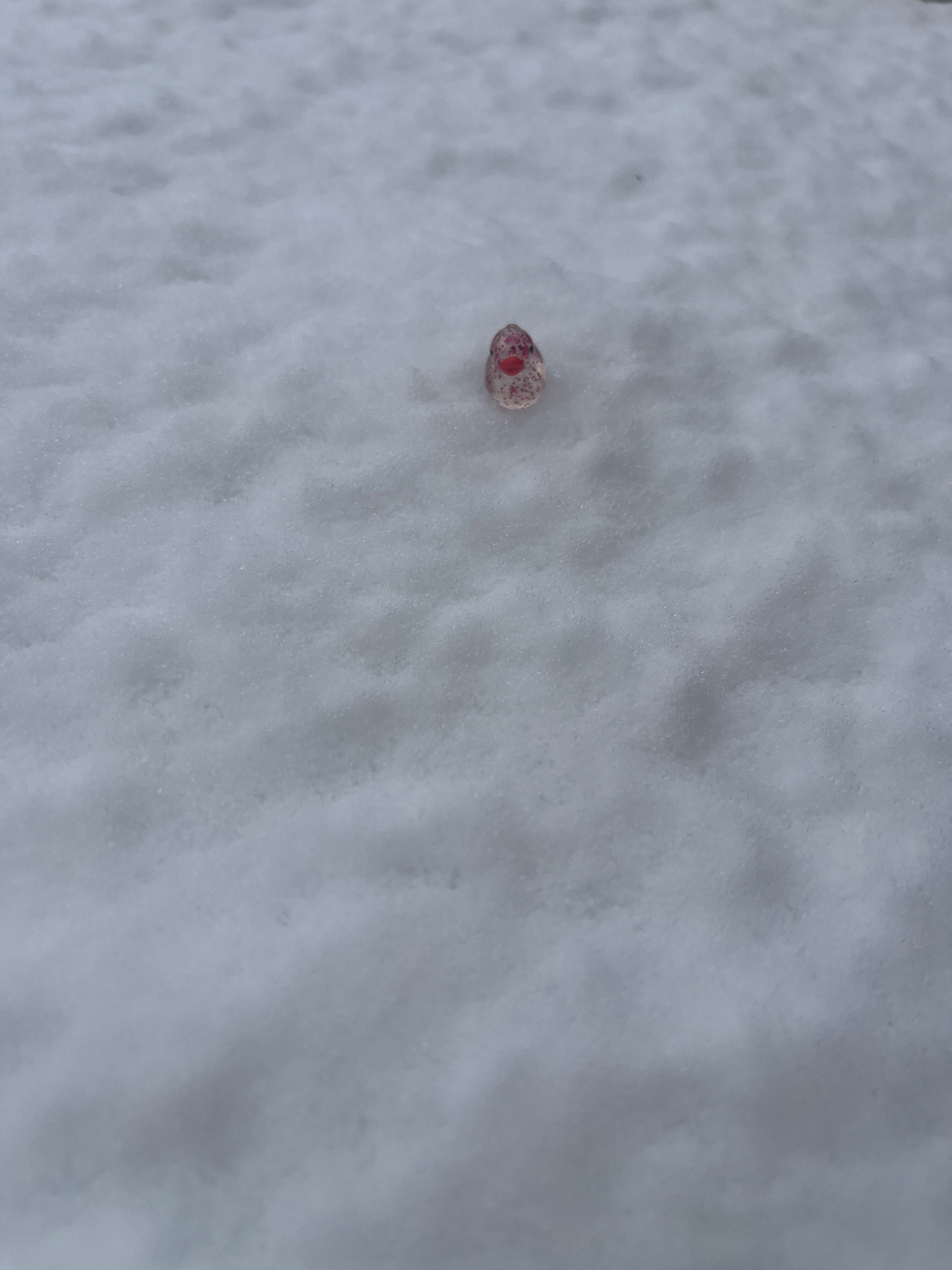 Caroline Rowe - Lady Quackington