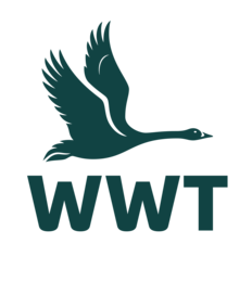 WWT