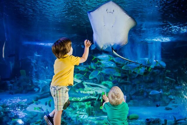 Win Four tickets to a Sea Life Aquarium Centre near you