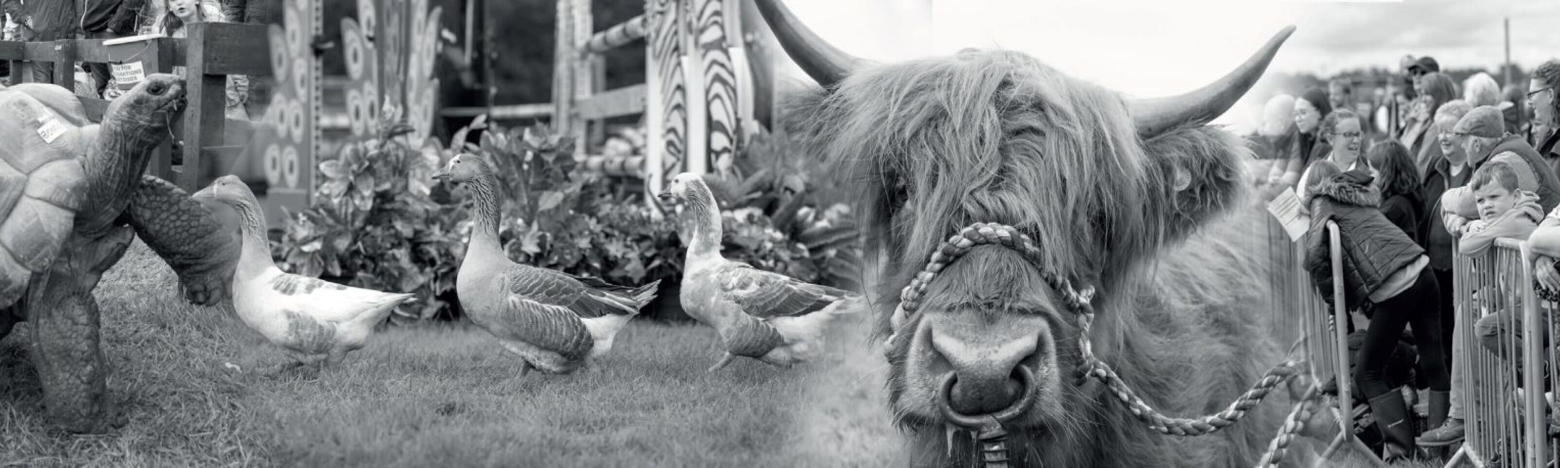 Royal Lancashire Horticultural Show Rebate Offer