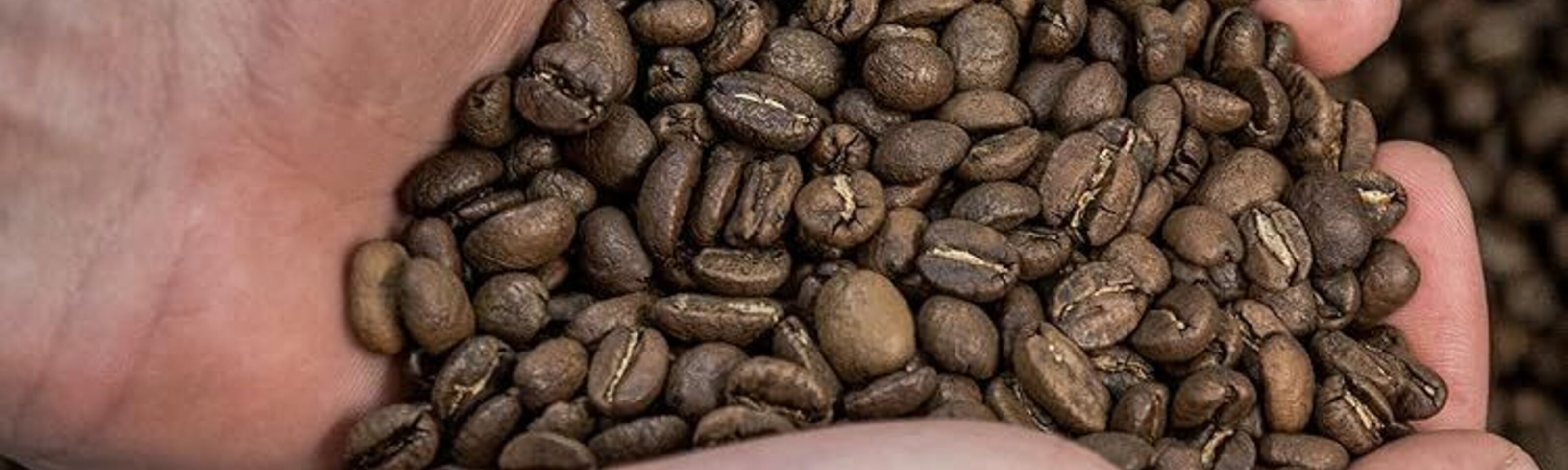 Guided Roastery Tour - Roastology