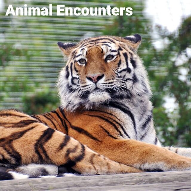 Animal Encounters